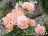 Augusta Luise Augusta Luise