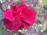 Velvet Fragrance Velvet Fragrance