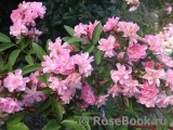 Heavenly Pink Heavenly Pink