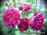 William Shakespeare ® William Shakespeare ®