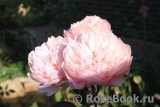 The Alnwick Rose The Alnwick Rose
