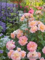 Augusta Luise Augusta Luise