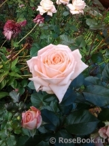 Bloom of Ruth Bloom of Ruth
