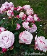 Kordes' Rosenfaszination ® Kordes' Rosenfaszination ®