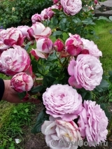 Kordes' Rosenfaszination ® Kordes' Rosenfaszination ®