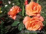 Westerland Westerland