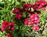 Alberich Cl. Alberich Cl.
