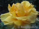 Goldener Olymp Goldener Olymp