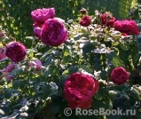 Rose des 4 Vents Rose des 4 Vents