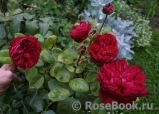 Rose des 4 Vents Rose des 4 Vents