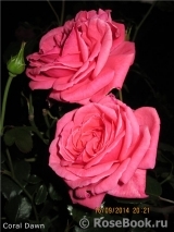 Coral Dawn Coral Dawn