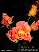 Decor Arlequin Decor Arlequin