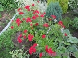 Scarlet Meillandecor Scarlet Meillandecor