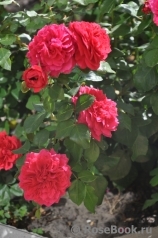 Red Leonardo da Vinci Red Leonardo da Vinci