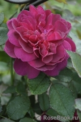 Darcey Bussell Darcey Bussell