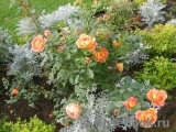 Lady of Shalott Lady of Shalott