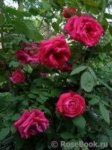 Red Parfum ® Red Parfum ®