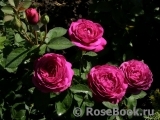 Heidi Klum Rose Heidi Klum Rose