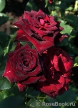 Black Baccara Black Baccara