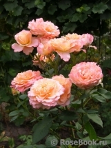 Augusta Luise Augusta Luise