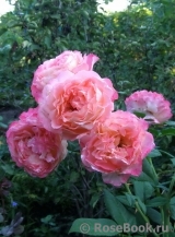 Augusta Luise Augusta Luise