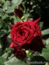 Black Baccara Black Baccara