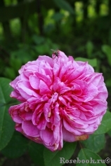 Gertrude Jekyll Gertrude Jekyll