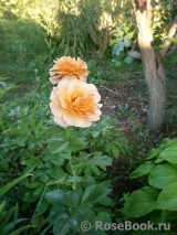 Julia's Rose Julia's Rose
