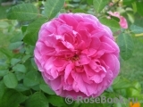 Gertrude Jekyll Gertrude Jekyll