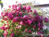 Excelsa Excelsa