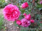 Ivor's Rose Ivor's Rose