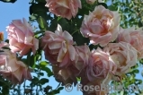 Rose des Cisterciens Rose des Cisterciens