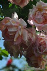 Rose des Cisterciens Rose des Cisterciens