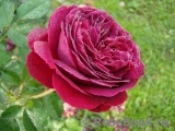 Falstaff® Falstaff®