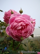 Alan Titchmarsh Alan Titchmarsh