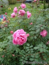 Alan Titchmarsh Alan Titchmarsh