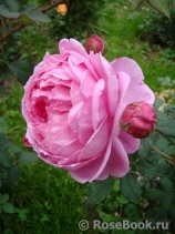 Alan Titchmarsh Alan Titchmarsh