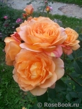 Lady of Shalott Lady of Shalott