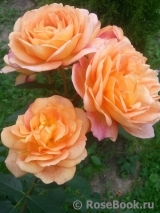 Lady of Shalott Lady of Shalott