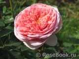 Abraham Darby Abraham Darby