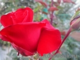 Grande Amore Grande Amore