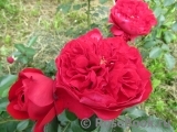 Florentina - Florentina -