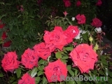 Black Baccara Black Baccara