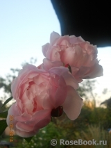 Generous Gardener, The Generous Gardener, The