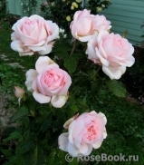 Chandos Beauty Chandos Beauty