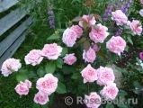 La Rose de Molinard ® La Rose de Molinard ®
