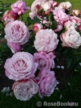 Kordes' Rosenfaszination ® Kordes' Rosenfaszination ®