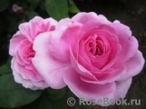Gertrude Jekyll Gertrude Jekyll