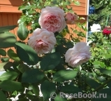 A Shropshire Lad A Shropshire Lad