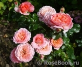 Pink Abundance Pink Abundance